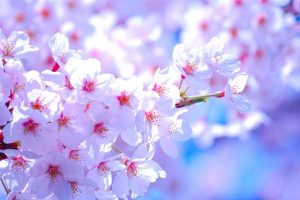 アフィリエイトはコツコツと続ければ花が咲く？まとめ